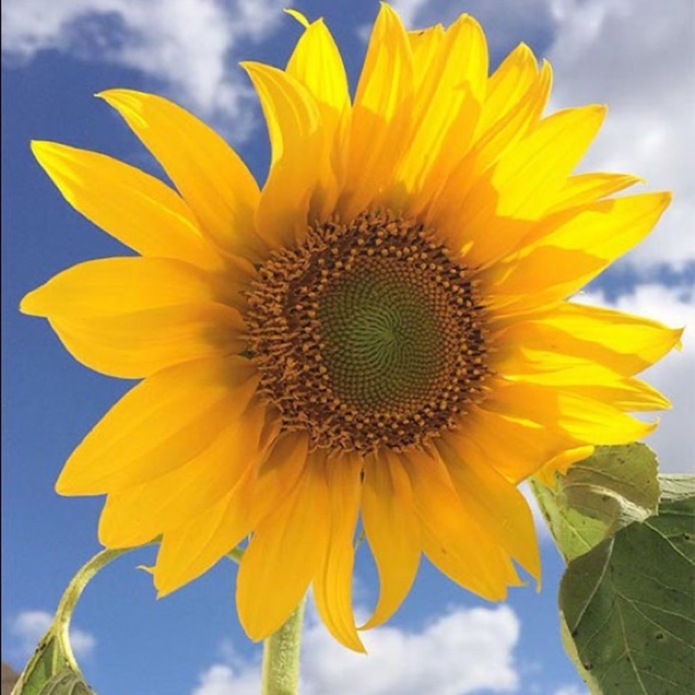 Meet your Posher, Joelly